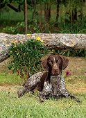 DOG 06 CE0051 01
German Shorthaired Pointer Laying On Grass By Flowers Under Fallen Log