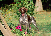 DOG 06 CE0052 01
German Shorthaired Pointer Standing On Grass By Fence And Flowers