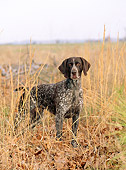 DOG 06 CE0053 01
German Shorthaired Pointer Standing In Field Of Tall Grass Autumn