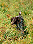 DOG 06 CE0054 01
German Shorthaired Pointer Standing In Field Of Tall Grass Autumn