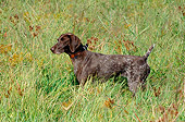 DOG 06 CE0055 01
German Shorthaired Pointer Standing In Field Of Tall Grass Autumn