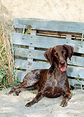 DOG 06 CE0056 01
German Shorthaired Pointer Laying On Beach By Crate