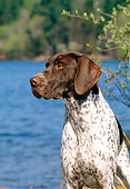 DOG 06 CE0057 01
Shoulder Shot Of German Shorthaired Pointer Sitting By Lake Trees