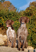 DOG 06 CE0058 01
Female And Male German Shorthaired Pointers Sitting On Boulder By Trees