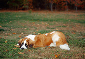 DOG 06 CE0059 01
Saint Bernard Laying In Field