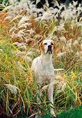 DOG 06 CE0060 01
English Pointer Standing In Field Of Tall Grasses