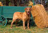 DOG 06 CE0063 01
Chesapeake Bay Retriever Standing On Grass By Green Cart Straw Bale Barn