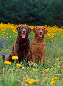 DOG 06 CE0064 01
Two Chesapeake Bay Retrievers Sitting In Field Of Yellow Wildflowers
