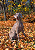 DOG 06 CE0065 01
Weimaraner Sitting In Fallen Leaves By Woods