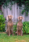 DOG 06 CE0066 01
Two Weimaraners Sitting On Grass By Wooden Fence And Shrubs