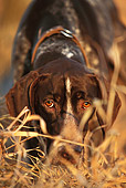DOG 06 DB0002 01
Head Shot Of German Shorthaired Pointer Laying Down