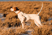 DOG 06 DB0003 01
Profile Shot Of English Pointer Standing Pointing