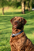 DOG 06 DB0005 01
Portrait Of Chesapeake Bay Retriever At Park