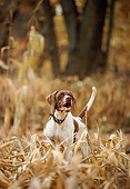 DOG 06 DB0007 01
English Pointer On Point In Field In Autumn