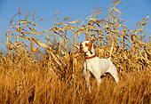 DOG 06 DB0008 01
English Pointer On Point In Corn Field In Autumn