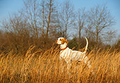 DOG 06 DB0009 01
English Pointer On Point In Field In Autumn