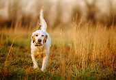 DOG 06 DB0010 01
Head On Shot Of English Setter On Point In Field In Autumn