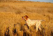 DOG 06 DB0011 01
English Setter On Point In Field In Autumn