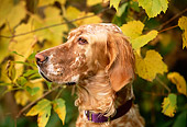 DOG 06 DB0013 01
Portrait Profile Head Shot Of English Setter With Autumn Leaves
