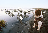 DOG 06 DB0015 01
English Springer Spaniel On Lake With Decoys