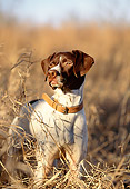 DOG 06 DB0017 01
Portrait Of German Shorthaired Pointer On Point In Autumn