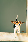 DOG 06 DC0004 01
Beagle Leaping Over Board Studio