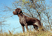 DOG 06 DC0025 01
German Shorthaired Pointer Standing On Grass Hill By Tree Blue Sky