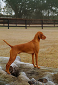 DOG 06 DC0030 01
Portrait Of Vizsla Standing On Log By Tree At Ranch