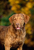 DOG 06 DC0041 01
Portrait Shoulder Shot Of Chesapeake Bay Retriever Standing Studio