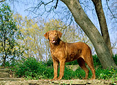 DOG 06 DC0046 02
Portrait Of Chesapeake Bay Retriever Standing By Trees