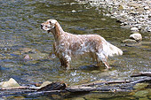 DOG 06 DC0049 01
Portrait Profile Shot Of English Setter Standing In Creek