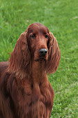 DOG 06 DC0052 01
Portrait Head Shot Of Irish Setter On Grass