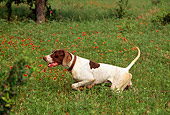 DOG 06 DC0056 01
Profile Of Pointer On Point In Field