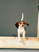 DOG 06 DC0066 01
Beagle Jumping Over Board Studio