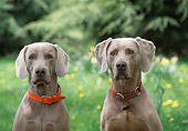 DOG 06 DS0001 01
Close-Up Of Two Weimaraners Sitting In Field