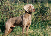 DOG 06 DS0002 01
Weimaraner Standing In Field
