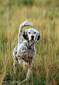 DOG 06 DS0003 01
English Setter Standing In Field On Point