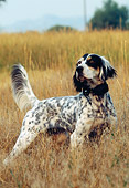 DOG 06 DS0004 01
English Setter Standing In Field On Point