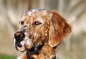 DOG 06 DS0005 01
English Setter Head Shot