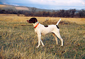 DOG 06 DS0006 01
English Pointer Standing On Point In Field