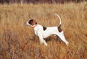 DOG 06 DS0007 01
English Pointer Standing On Point In Field