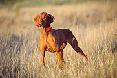 DOG 06 DS0008 01
Vizsla Standing In Field