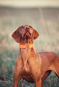DOG 06 DS0009 01
Vizsla Standing In Field