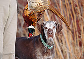 DOG 06 DS0010 01
Close-Up Of Pudelpointer Standing By Hunter