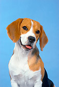 DOG 06 FA0003 01
Shoulder Shot Of Beagle Studio