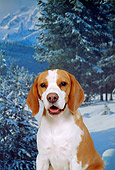 DOG 06 FA0004 01
Shoulder Shot Of Beagle By Winter Scene Studio