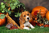 DOG 06 FA0010 01
Beagle Laying In Basket On Grass By Pumpkins