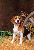 DOG 06 FA0011 01
Beagle Sitting On Hay By Wagon Wheel