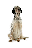 DOG 06 JD0001 01
Head On View Of English Setter Sitting On White Seamless Studio