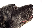 DOG 06 JD0002 01
Profile Head Shot Of English Setter Sitting On White Seamless Studio